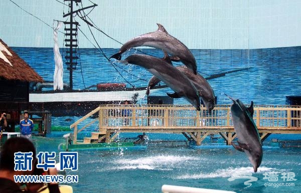 中国最大规模的极地海洋馆海昌极地海洋馆天津开馆[墙根网]