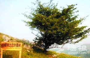 那棵山楂树离三峡红叶很近[墙根网]