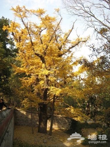 期待黄色的秋天 北京赏秋最美的12处景观[墙根网]