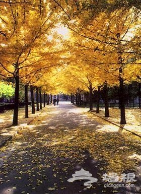 期待黄色的秋天 北京赏秋最美的12处景观[墙根网]