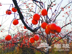 中国磨盘柿之乡--张坊旅游攻略