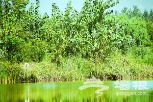 恢复万亩泉水湿地百种水鸟京南安家