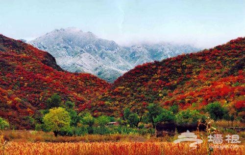 北京暖回秋 享受人少景美的彩色仙境