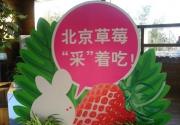 草莓“采”着吃 2011北京草莓季启动