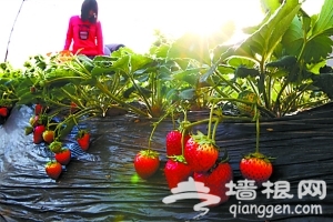 北京顺义鲜花港温室大棚草莓能摘了