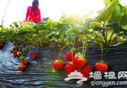 北京顺义鲜花港温室大棚草莓能摘了