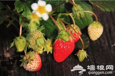 摘一颗草莓 诱惑北京城整个冬季
