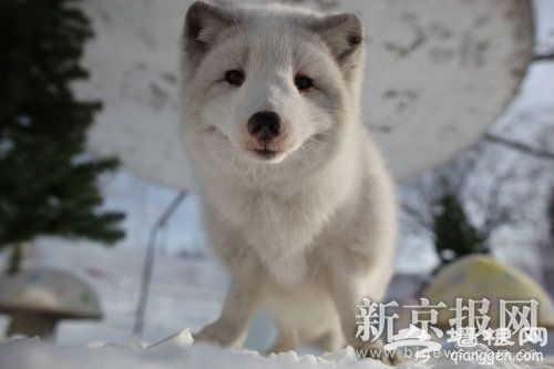 1月13日,玉渊潭公园,雪狐狸在冰雪乐园中玩耍。本报记者 王申 摄 1月13日,玉渊潭公园,雪狐狸在冰雪乐园中玩耍。本报记者 王申 摄