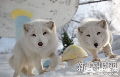 七只雪狐狸13日起亮相玉渊潭公园
