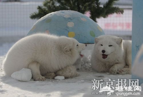 1月13日,玉渊潭公园,雪狐狸在冰雪乐园中玩耍。本报记者 王申 摄 1月13日,玉渊潭公园,雪狐狸在冰雪乐园中玩耍。本报记者 王申 摄