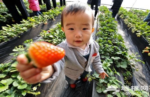 水果皇后香山斗艳 草莓文化旅游节开幕