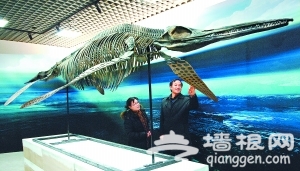 60余“海怪”标本现身京城自然博物馆