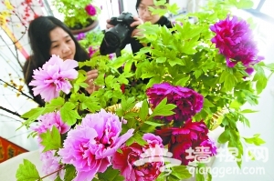 中科院北京植物园内牡丹绽放迎春