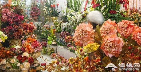 2011北京花卉市场全攻略