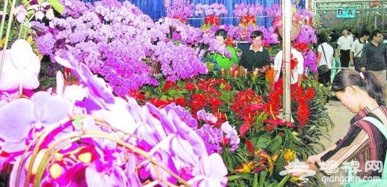 2011北京花卉市场全攻略