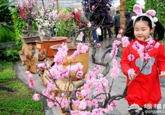 北京世界花卉大观园梅花闹春