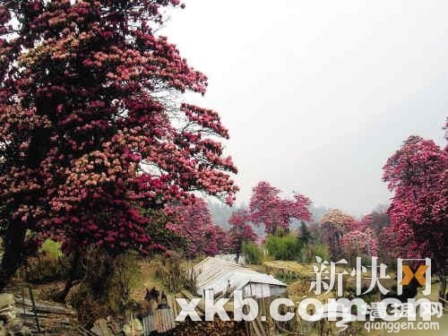 宝岛风情游