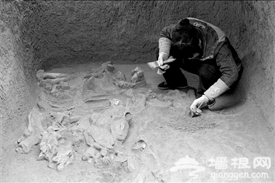 汉武帝陵园出土80具马骨