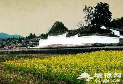 拿起相机找最美风景 今春油菜花的最佳拍摄地