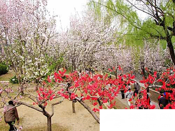赏花登山赏美景 北京三月春游好去处