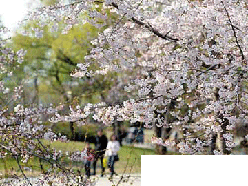 赏花登山赏美景 北京三月春游好去处