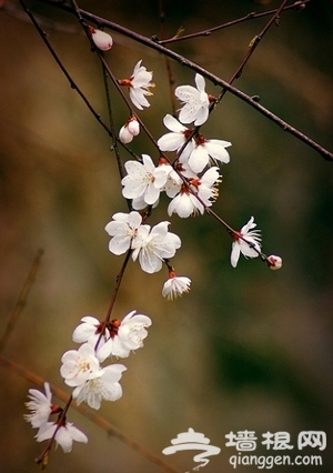 昌平春游登山赏花好去处[墙根网]