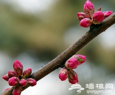 昌平春游登山赏花好去处[墙根网]