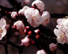 走进花花世界 京郊踏春赏花