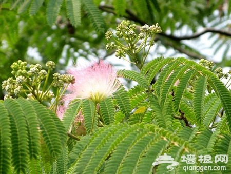 漫游京城探百花秘事 寻北京非主流赏花地