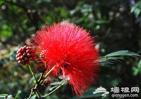 漫游京城探百花秘事 寻北京非主流赏花地