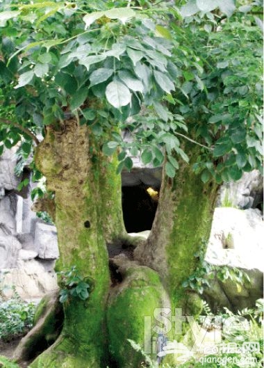 闻香入室寻春花 北京必去的花卉温室[墙根网]