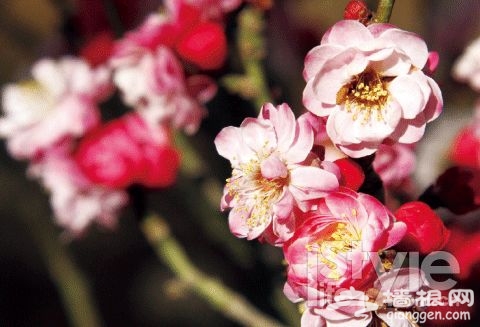 闻香入室寻春花 北京必去的花卉温室[墙根网]