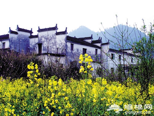 【游口皆碑】油菜花开 春季赏花线推荐