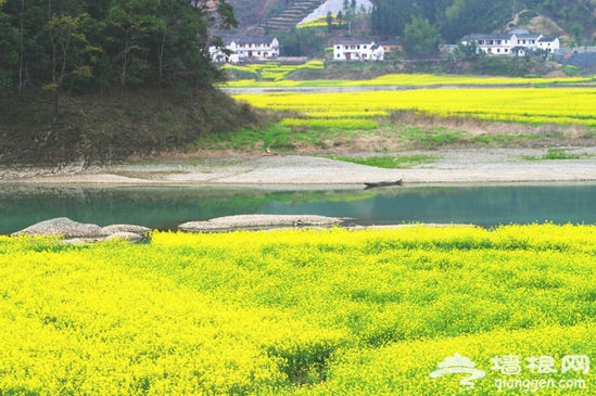 【游口皆碑】油菜花开 春季赏花线推荐