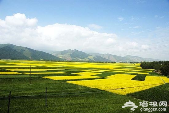 【游口皆碑】油菜花开 春季赏花线推荐