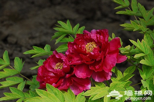 欣赏“花王”牡丹花风采 感受华贵春天