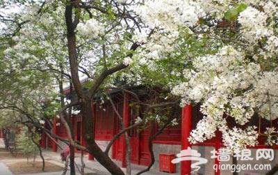 戒台寺游赏世上最香的花 丁香花