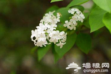 戒台寺游赏世上最香的花 丁香花