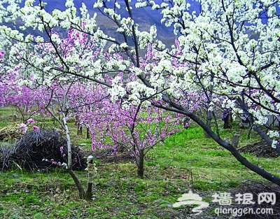 我们一起去游"花花世界"[墙根网]