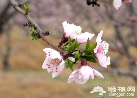 奔向五大桃花岛 艳遇专属你的桃花[墙根网]