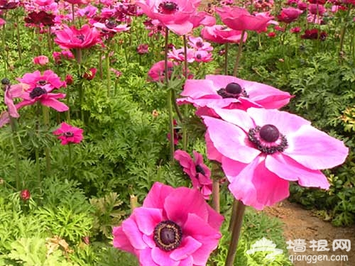 花田漫步 去京郊采摘春天[墙根网]