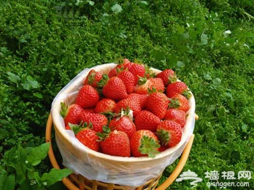 花田漫步 去京郊采摘春天[墙根网]