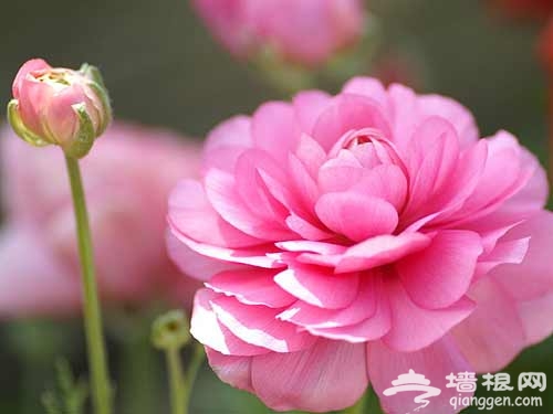 花田漫步 去京郊采摘春天[墙根网]