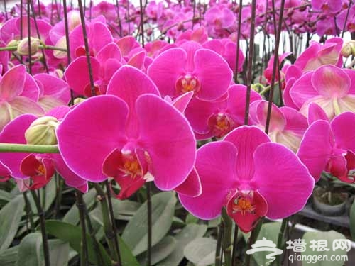 花田漫步 去京郊采摘春天[墙根网]