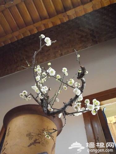 黑龙潭梅花