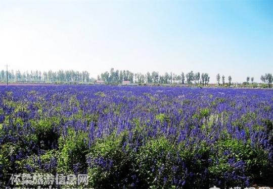 北京香草世界踏青、野炊、挖野菜全免费啦！