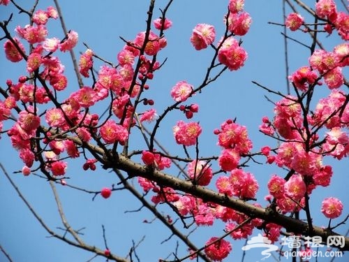 梅花