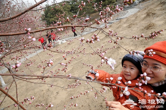 花卉大观园山桃花怒放醉游人[墙根网]