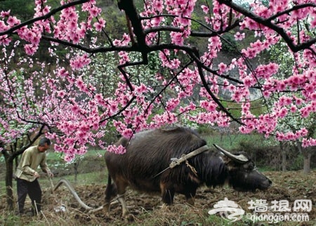 北京周边 清明出游六大美景[墙根网]