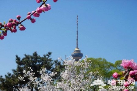 报春第一枝 玉渊潭樱花节3月25日开幕